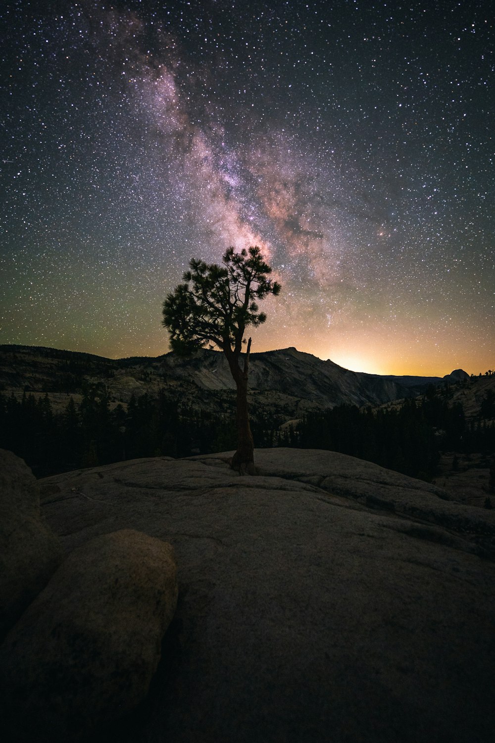 silhouette of tree under starry night
