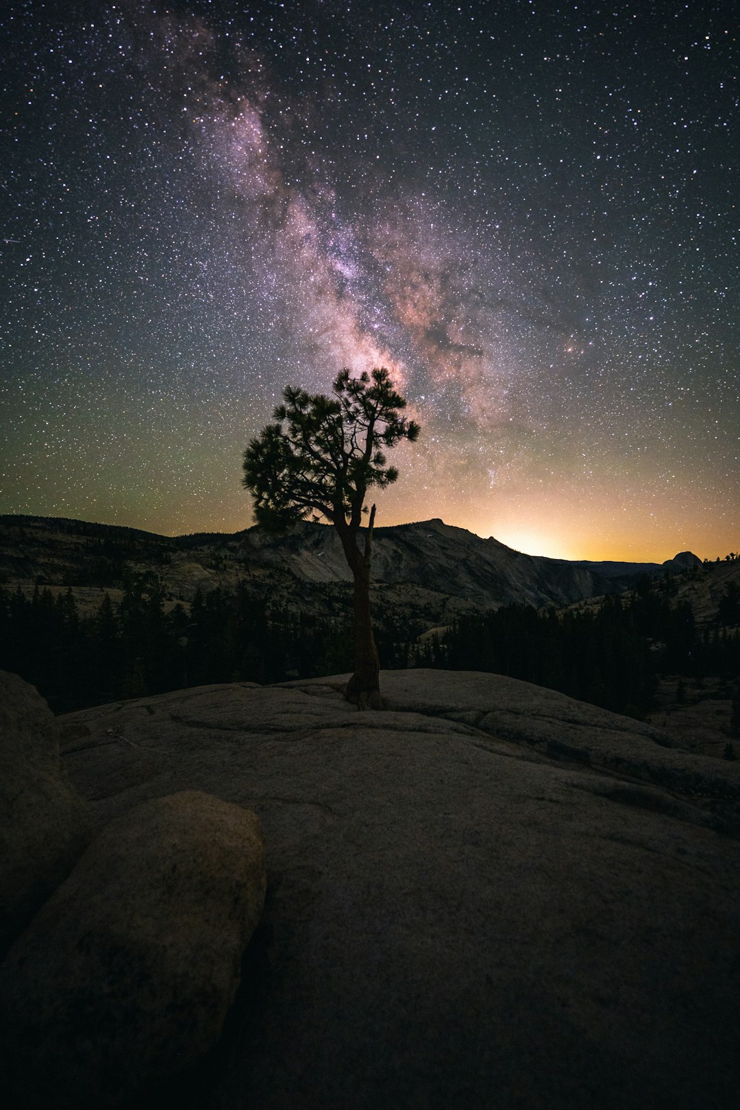 silhouette of tree under starry night