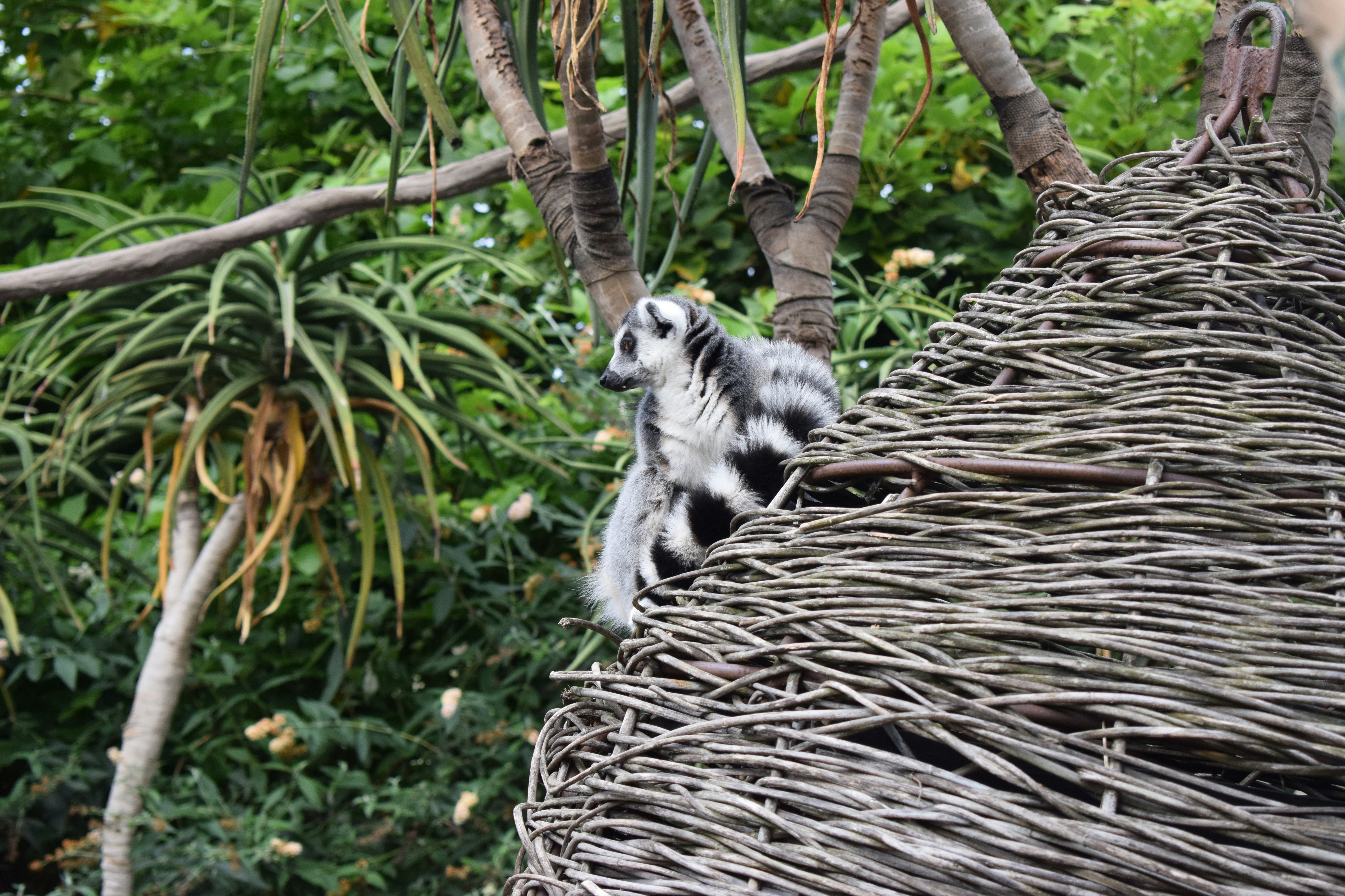 마다가스카르의 매력과 최신 트렌드 탐방