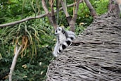 A lemur is perched on a woven structure, surrounded by lush green foliage. The lemur has distinct black and white fur markings and is looking off into the distance. The setting appears natural and tropical, with various types of trees and plants in the background.