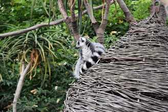 A vibrant photo of a curious indri lemur perched among lush green rainforest trees in Madagascar.