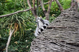 A lemur is perched on a woven structure, surrounded by lush green foliage. The lemur has distinct black and white fur markings and is looking off into the distance. The setting appears natural and tropical, with various types of trees and plants in the background.