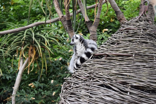 A lemur is perched on a woven structure, surrounded by lush green foliage. The lemur has distinct black and white fur markings and is looking off into the distance. The setting appears natural and tropical, with various types of trees and plants in the background.