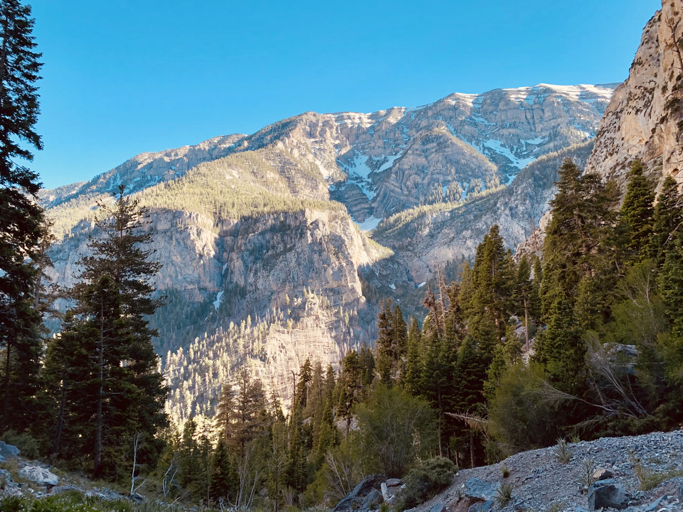 Pine forest below snow-covered peaks at Mount Charleston, Nevada