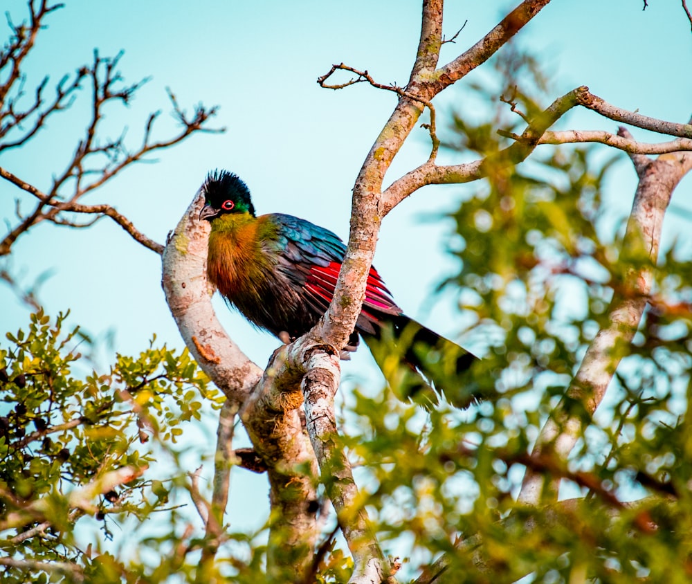 blue and brown bird on brown tree branch during daytime