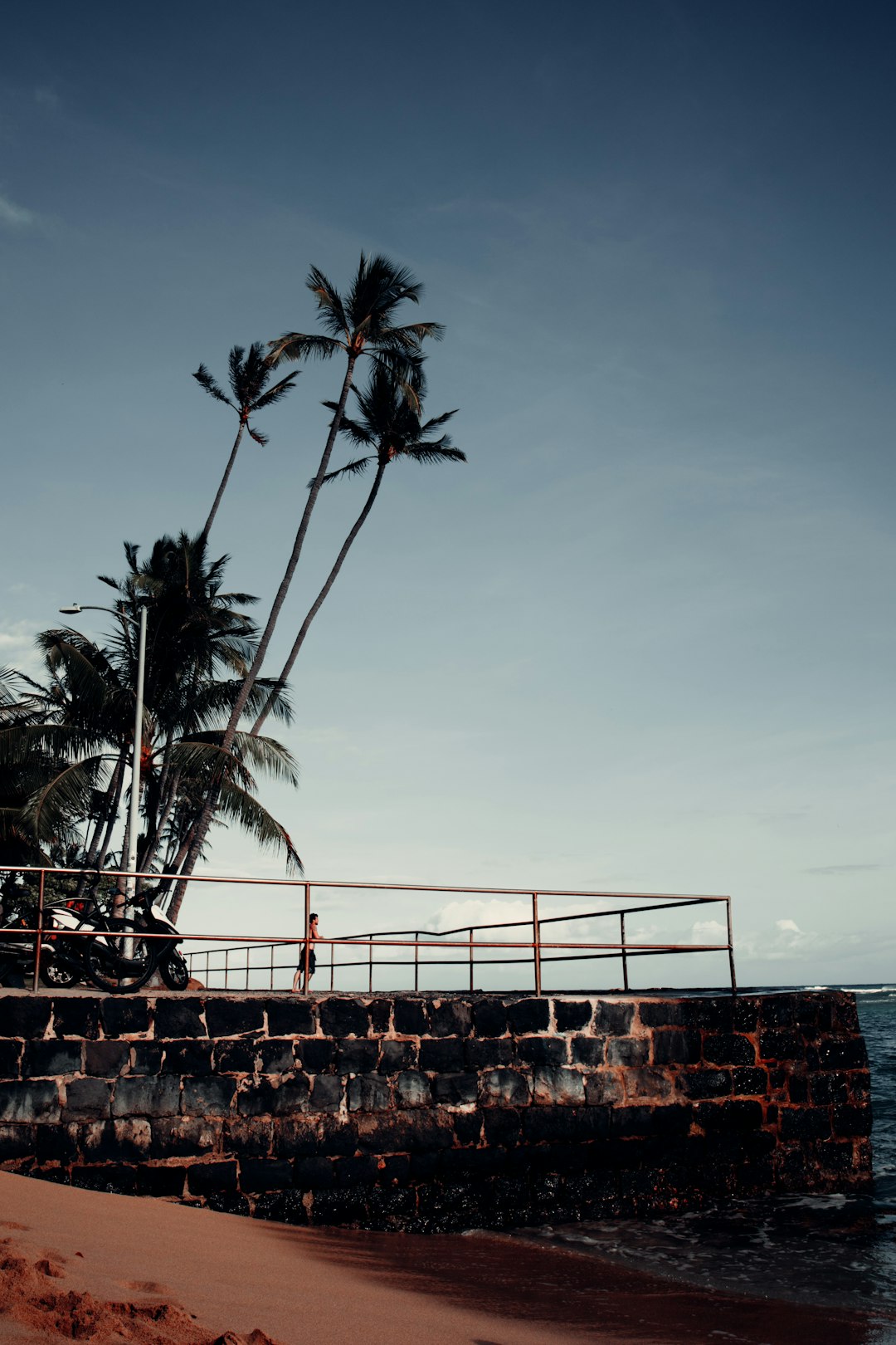 palm tree near fence during daytime