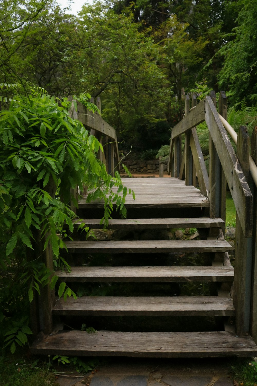 escadas de madeira marrom com plantas verdes