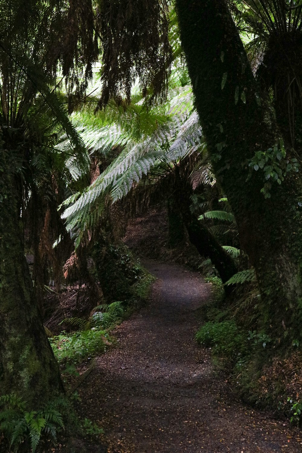 pathway between green trees during daytime