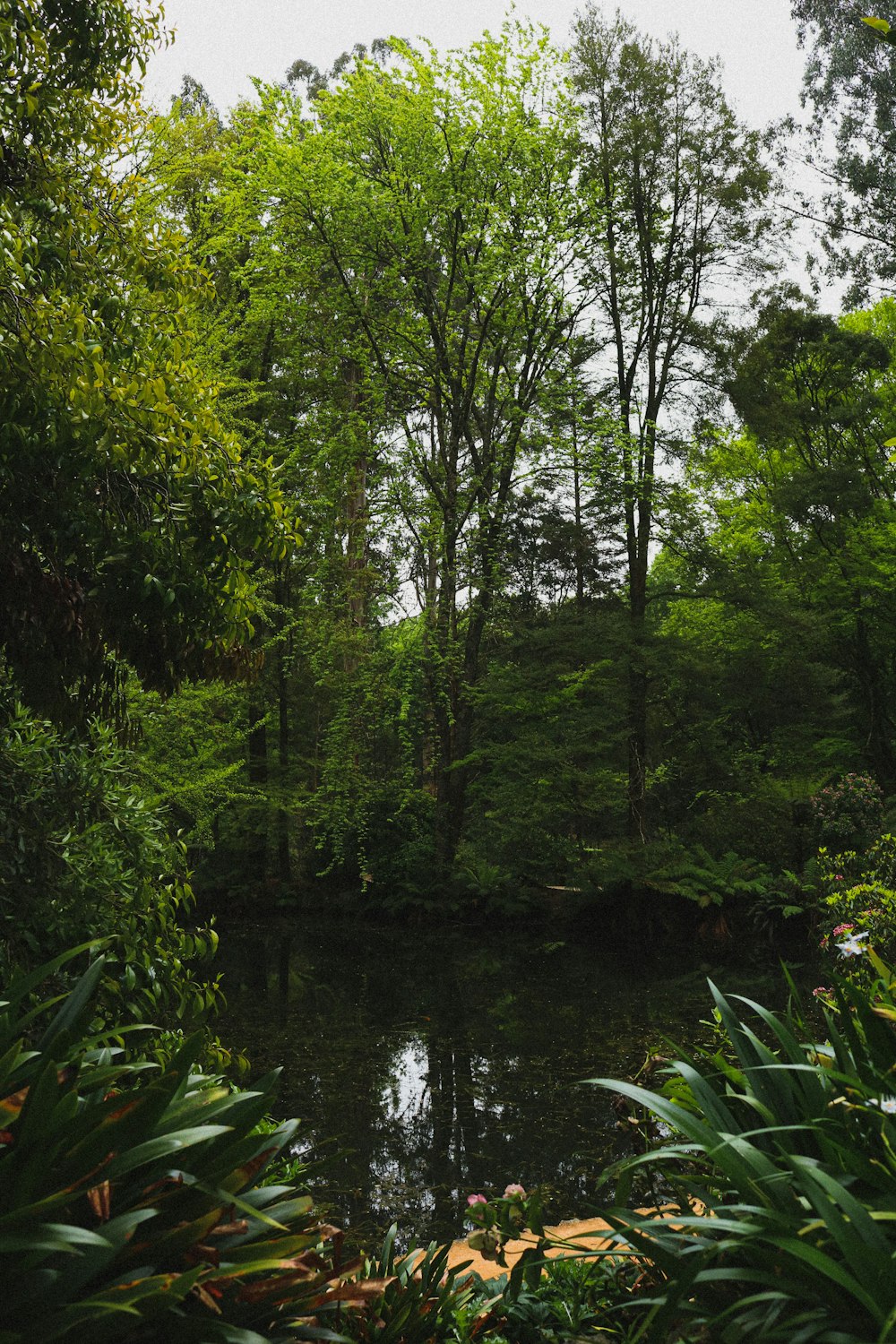 Grüne Bäume am Fluss während des Tages