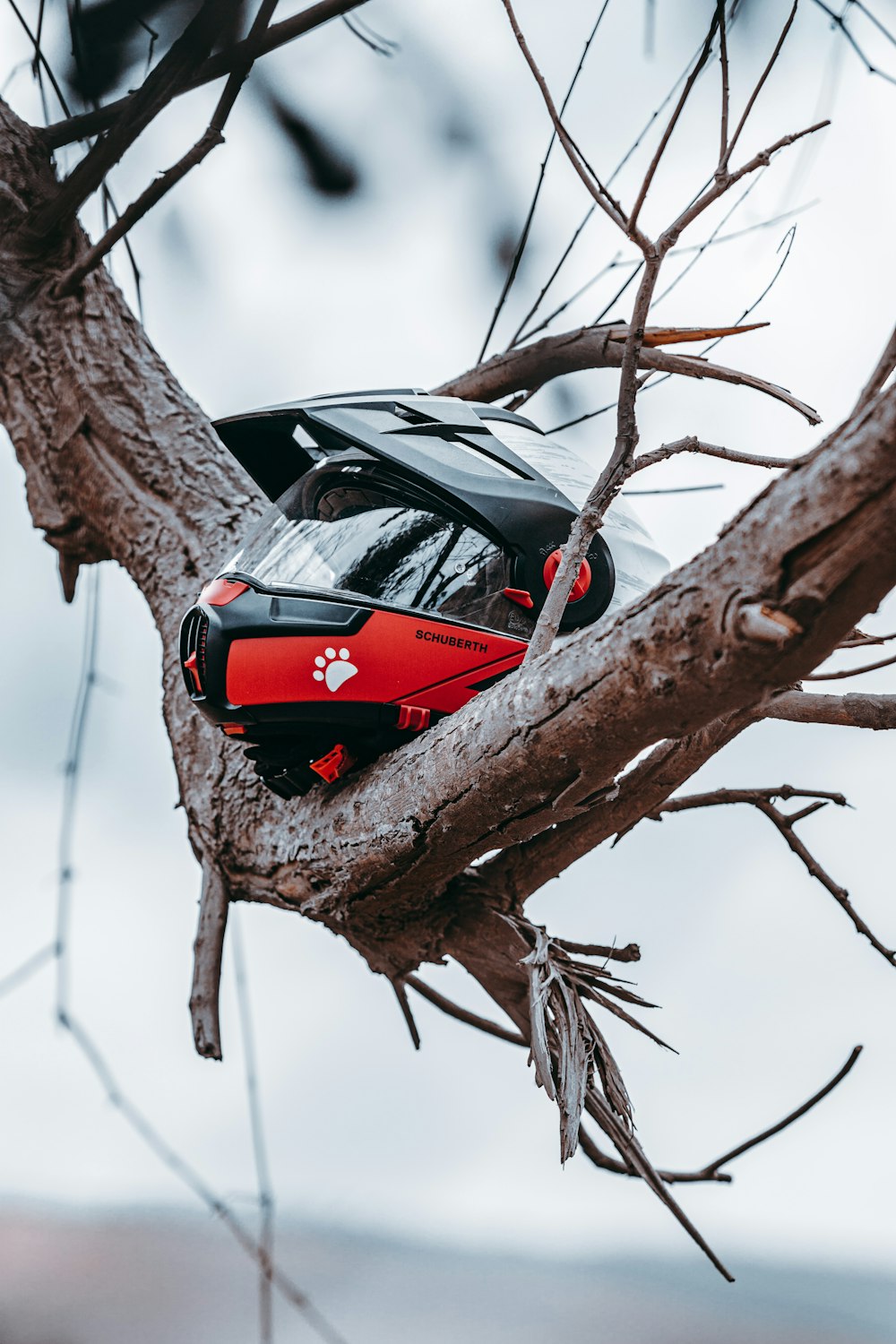 red and black car on brown tree branch