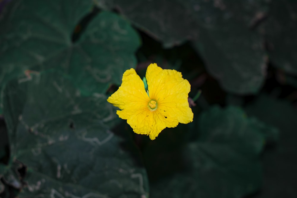 yellow flower with green leaves