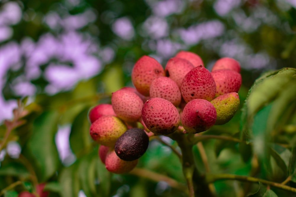 red round fruits in tilt shift lens