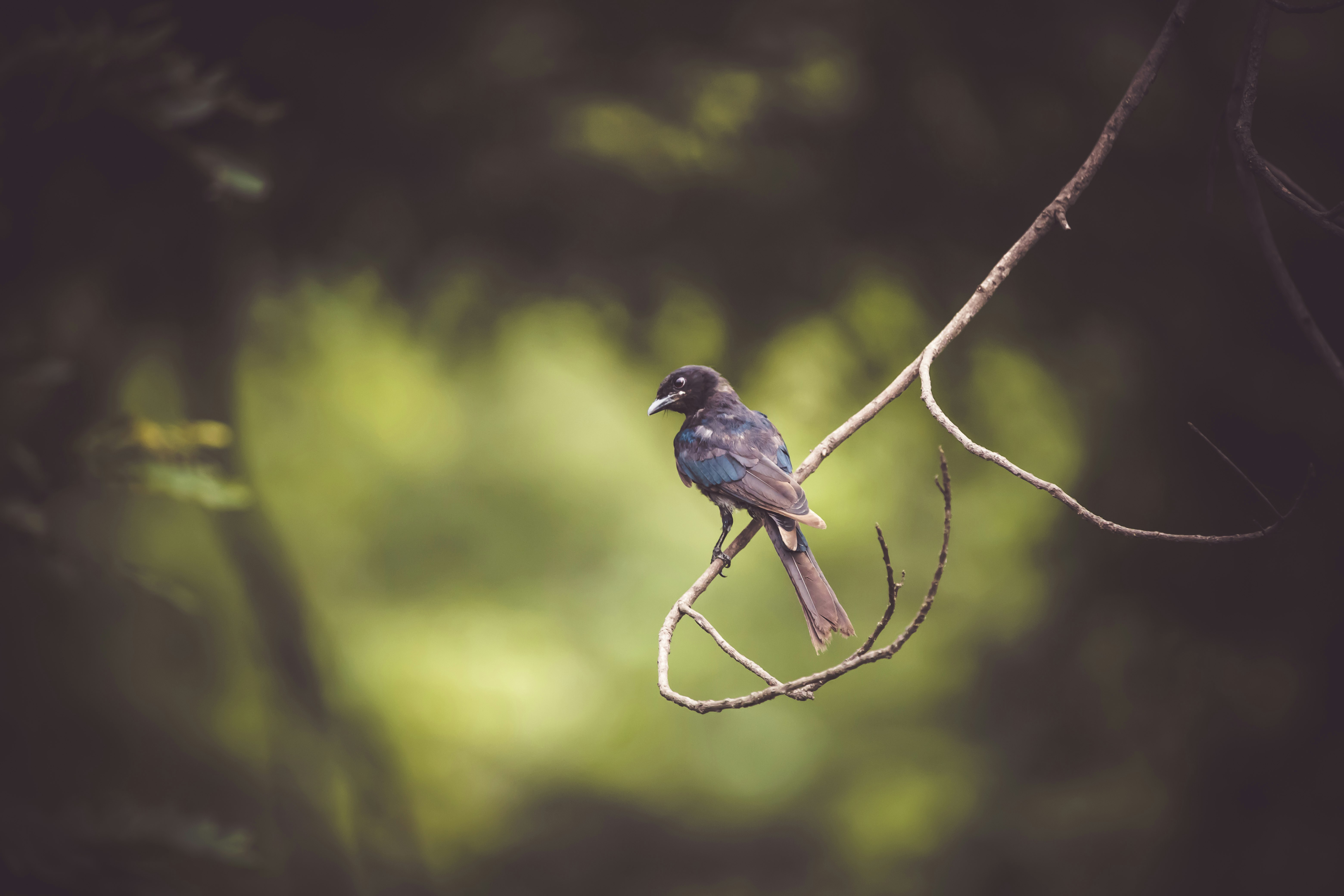 blue bird on brown tree branch