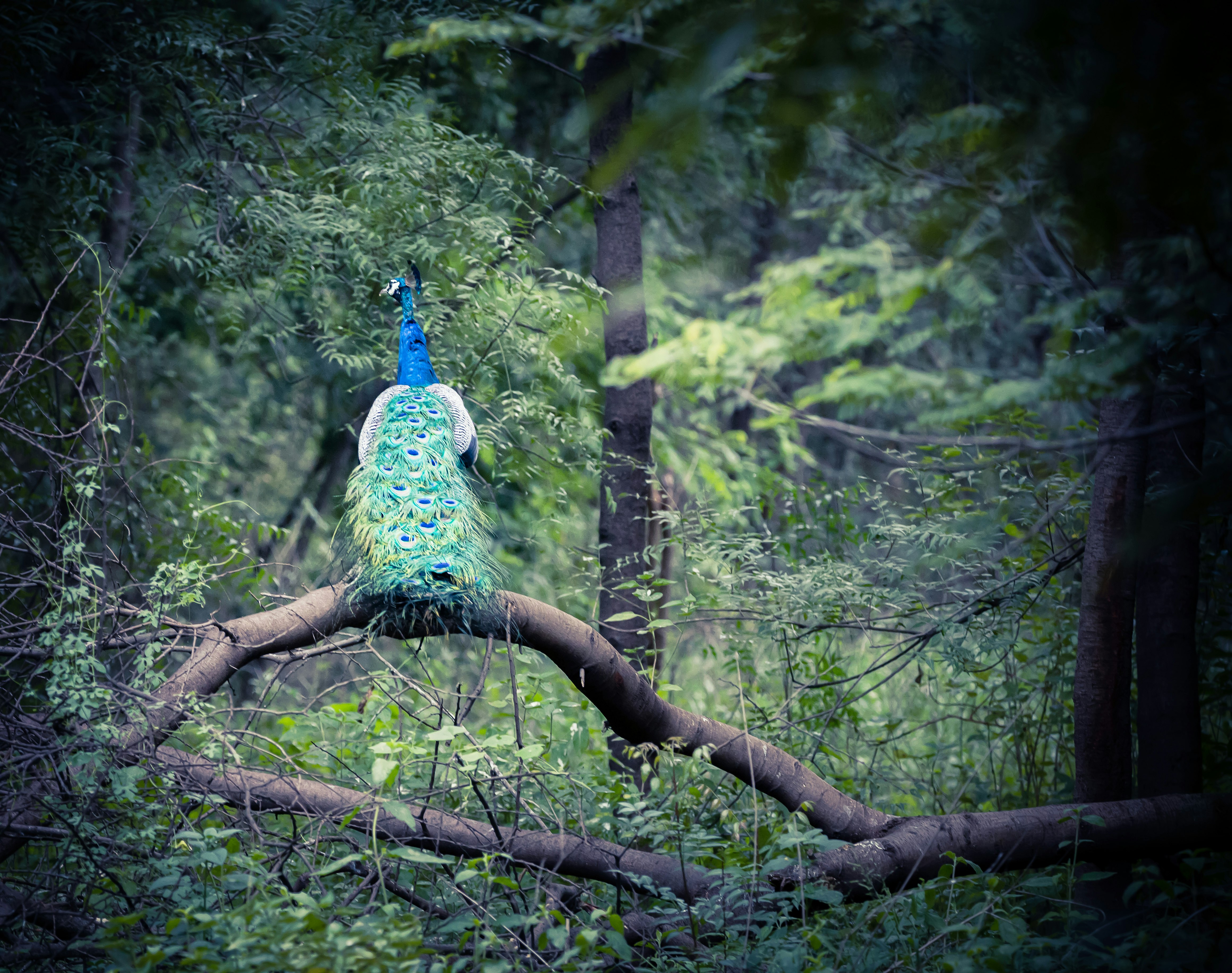 blue peacock on brown tree branch during daytime