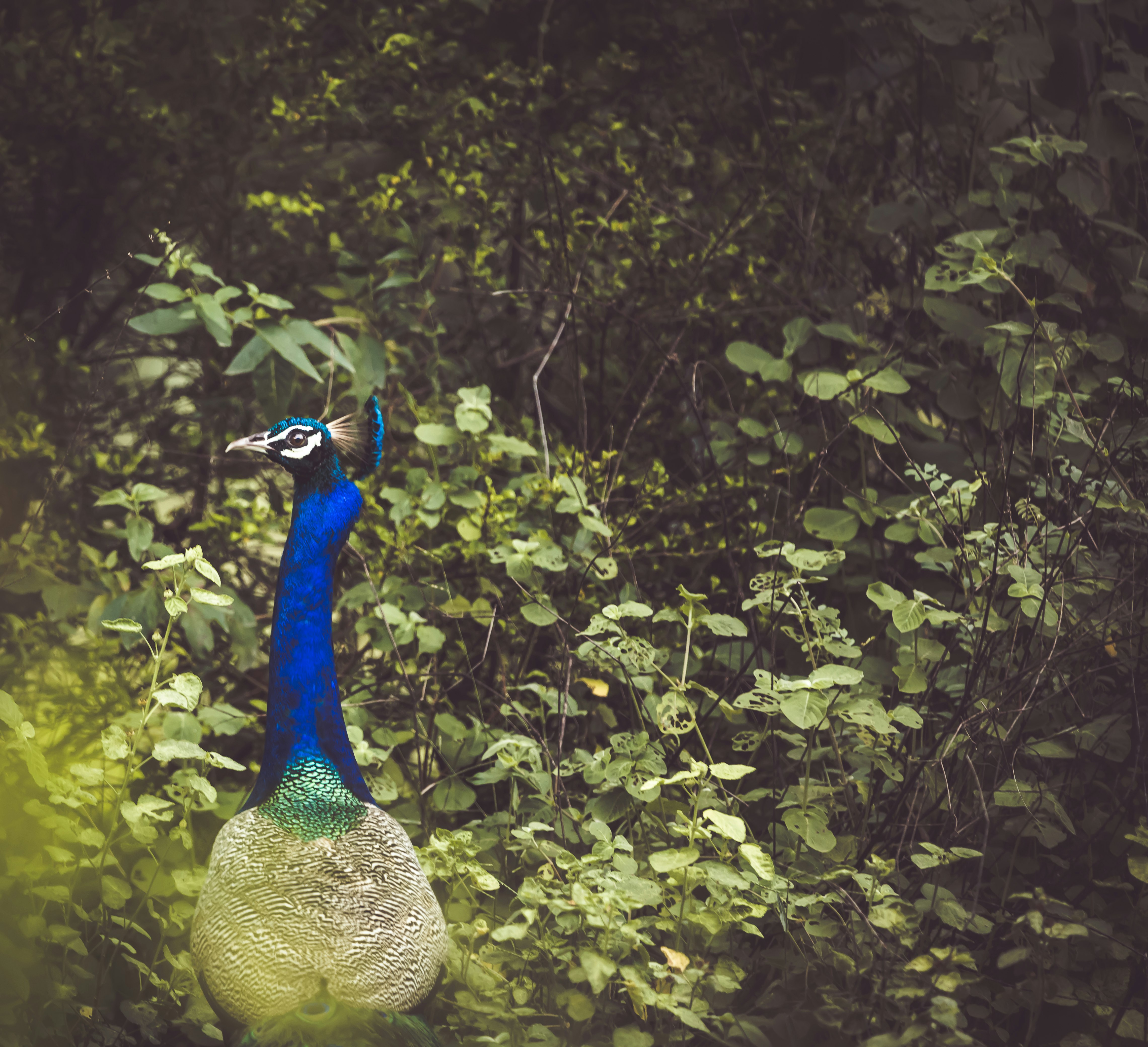 blue peacock on green grass during daytime