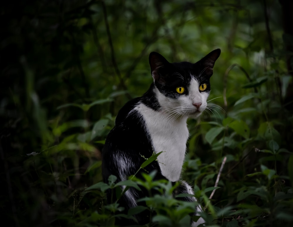 black and white cat on green grass