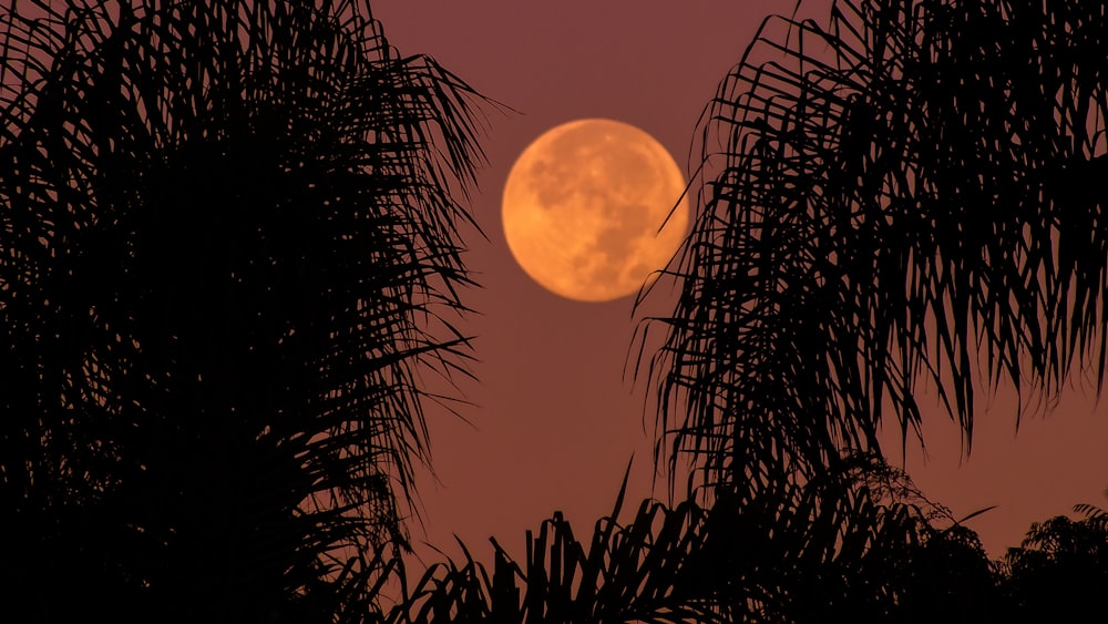 silhouette of plants under full moon