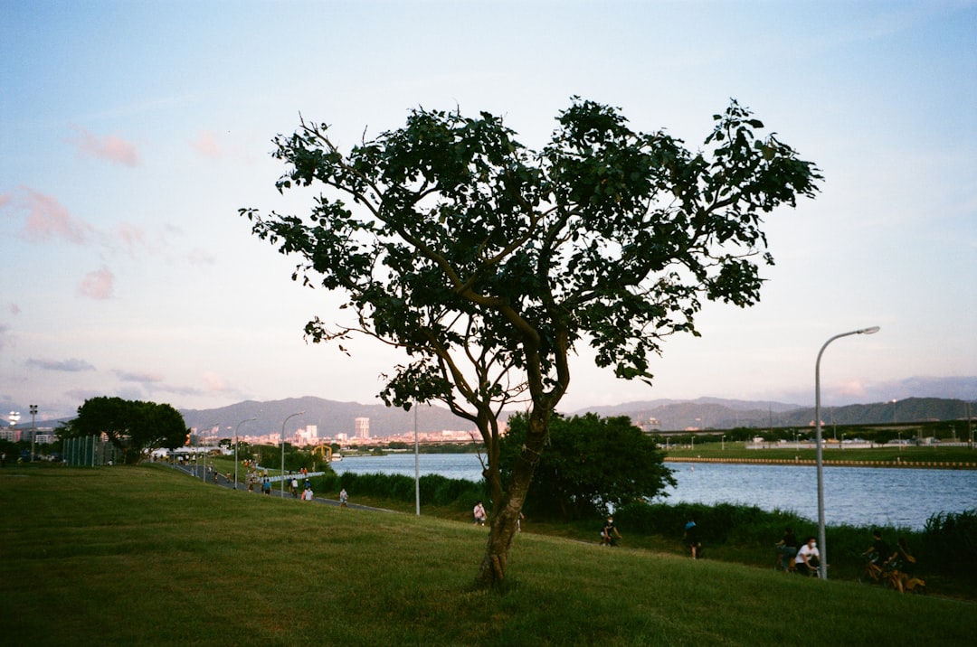 green tree on green grass field near body of water during daytime