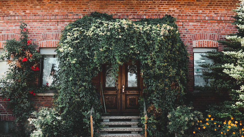 brown wooden door with green vines