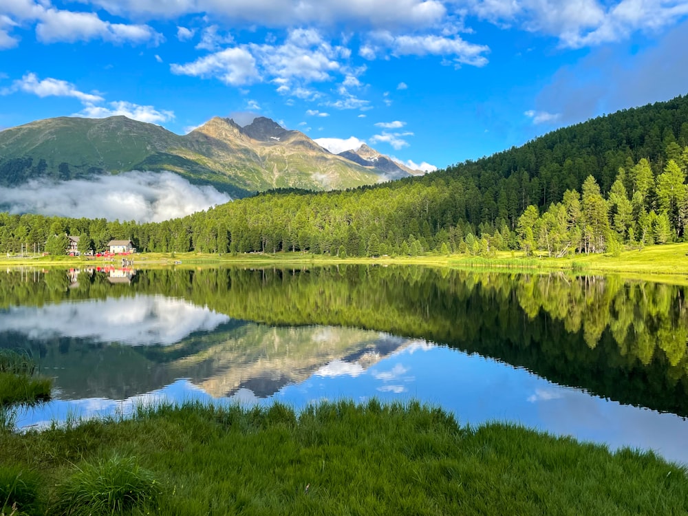 green trees near lake under blue sky during daytime