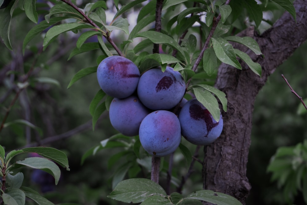 Frutos redondos púrpuras en el árbol