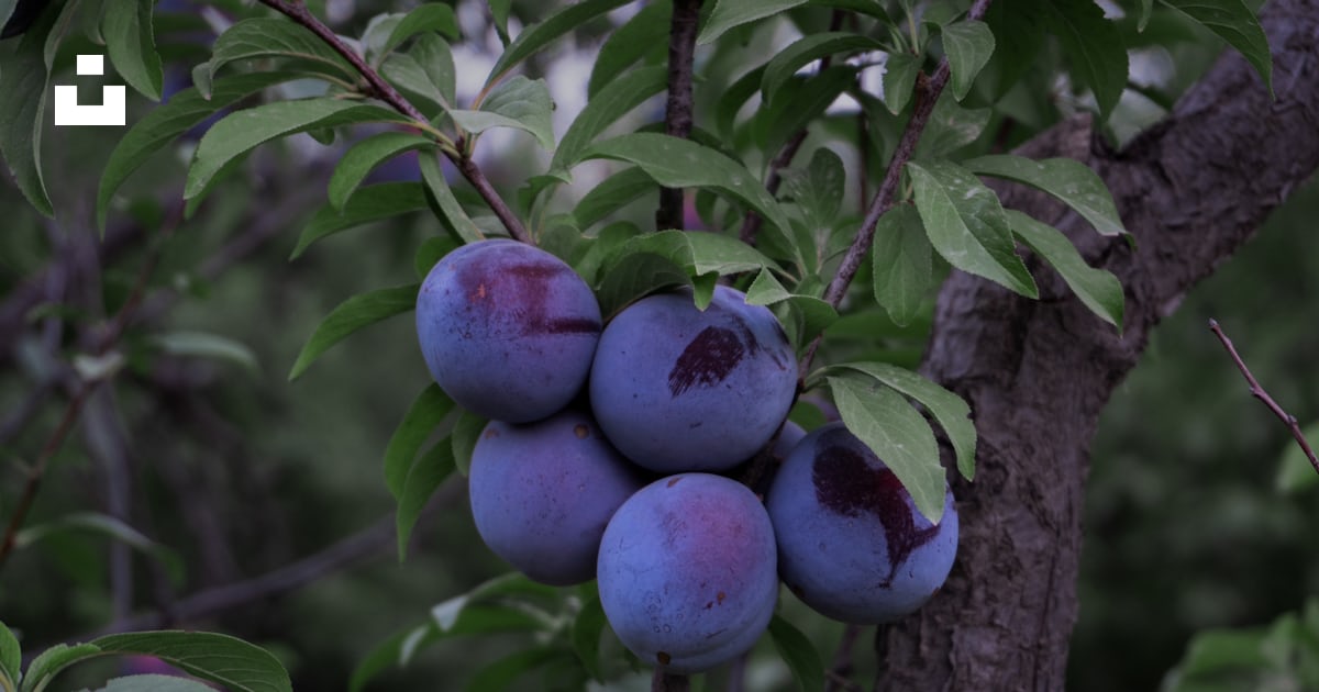 Fruits ronds violets sur l’arbre photo – Photo Fruit Gratuite sur Unsplash