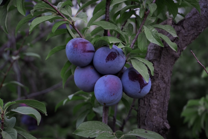 Perfectly Picked Peachy Plums