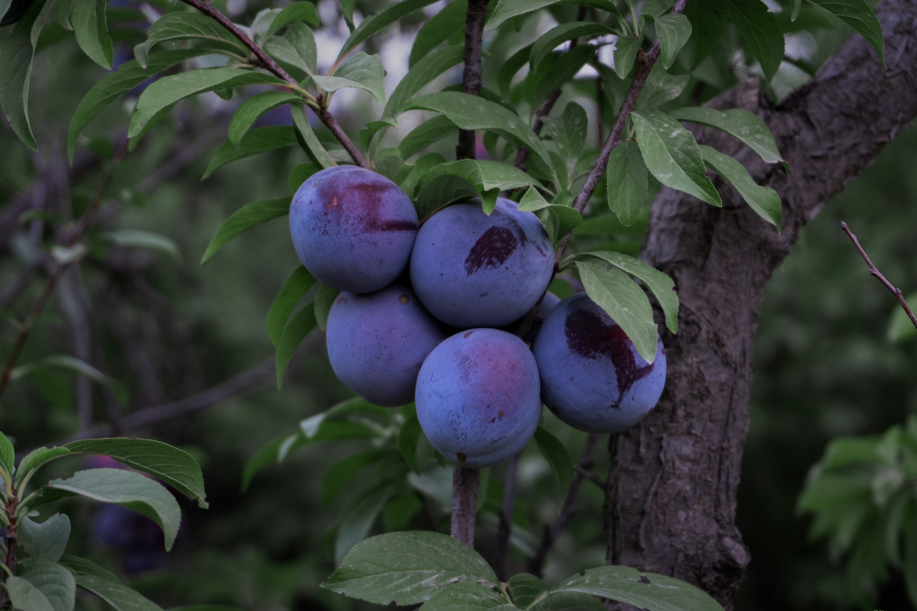 Plums image 4