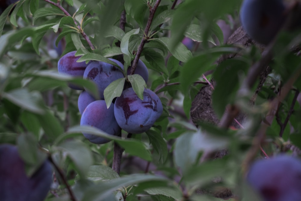 茶色の土に紫色の花