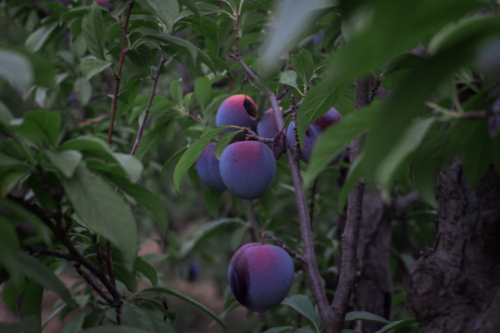 Frutos redondos azules en el árbol