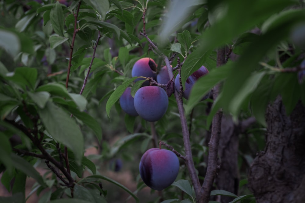 blue round fruits on tree