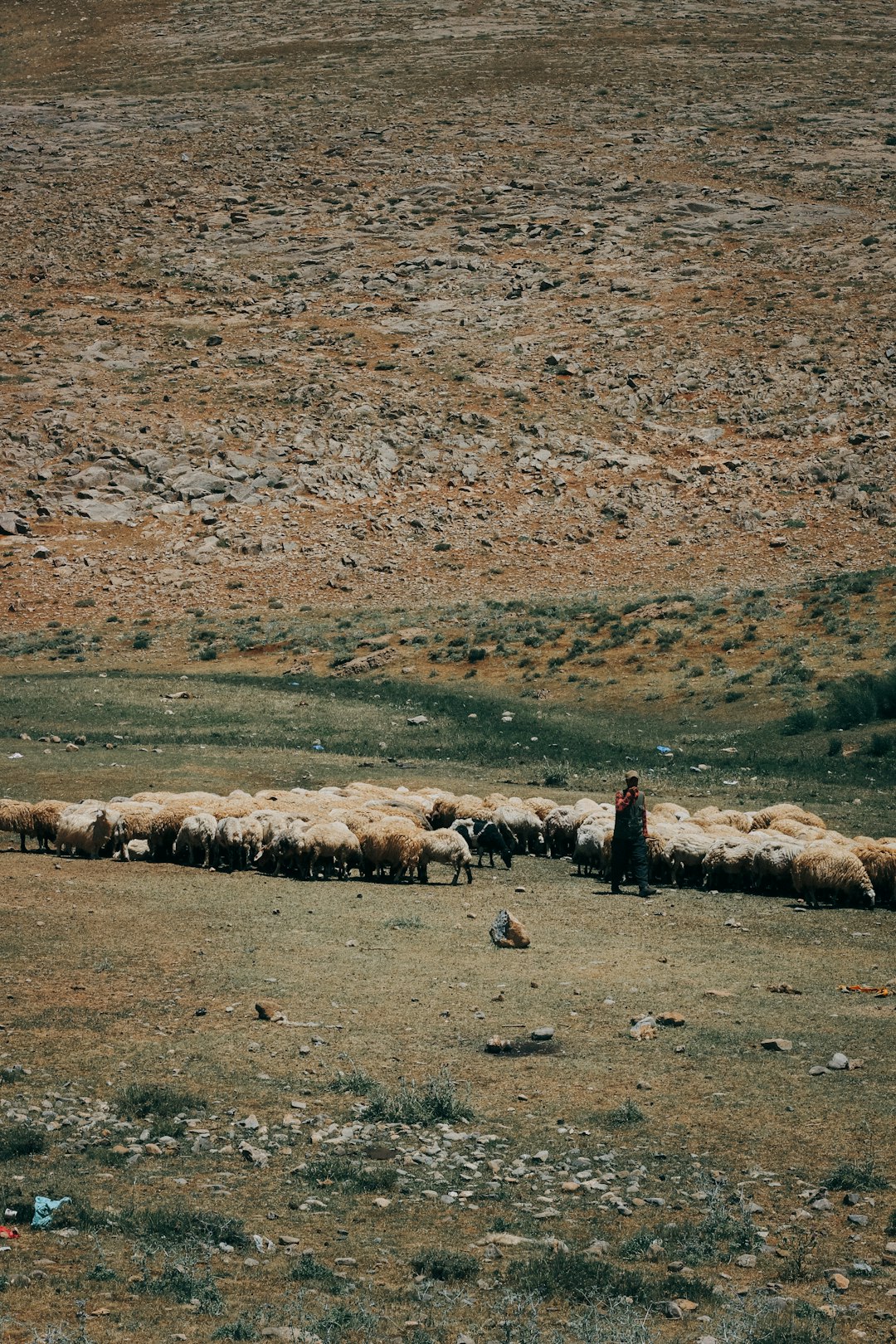 brown and white sheep on brown field during daytime