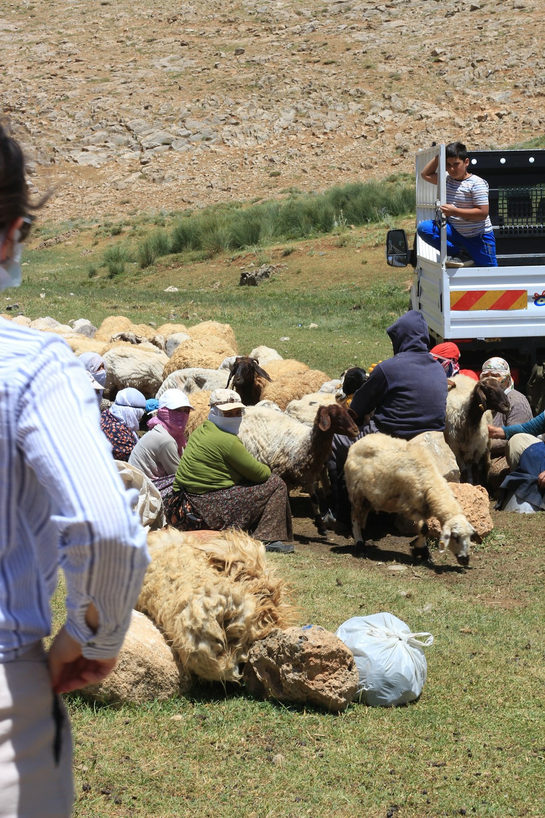 woman in white shirt standing beside sheep