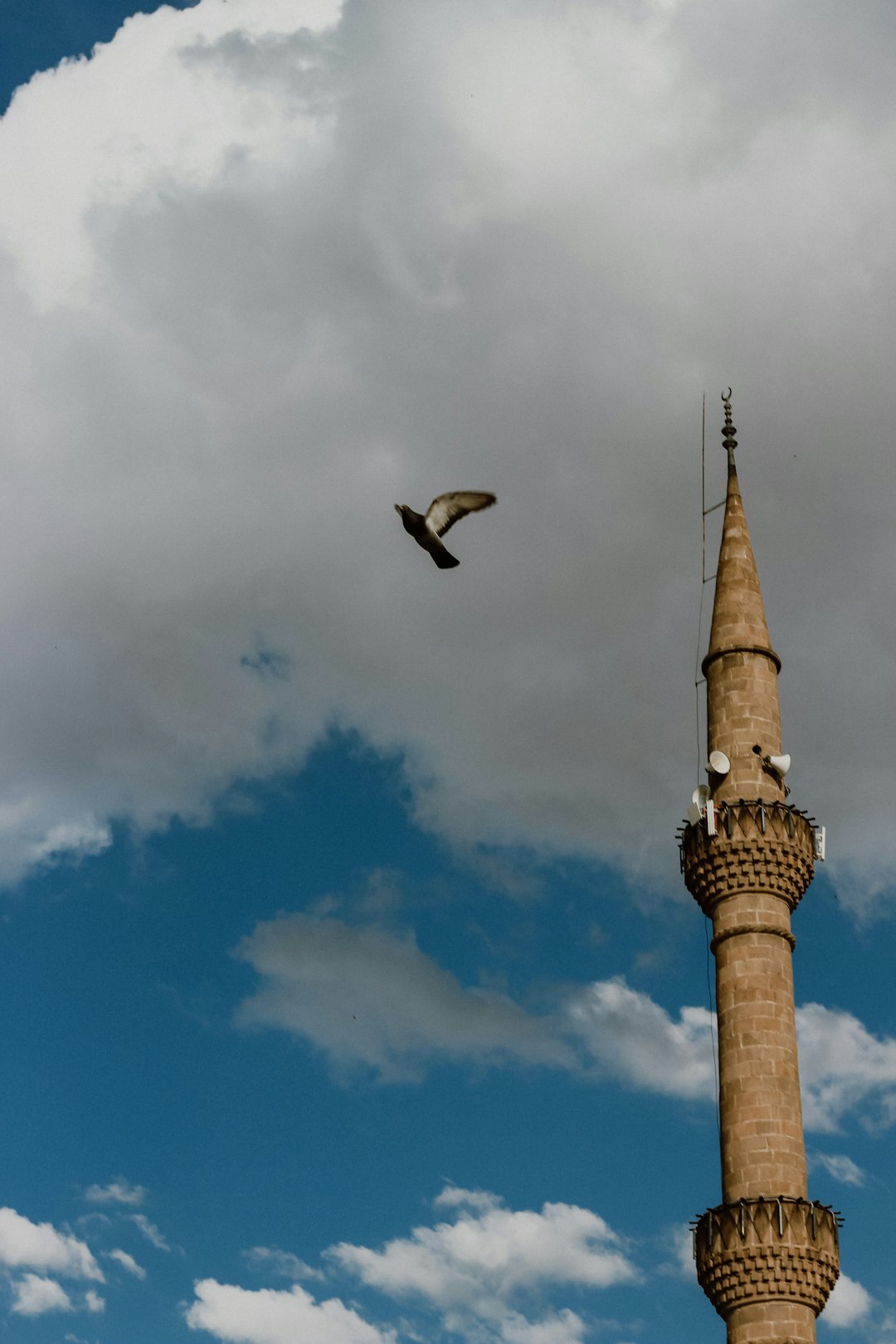 bird flying over the building