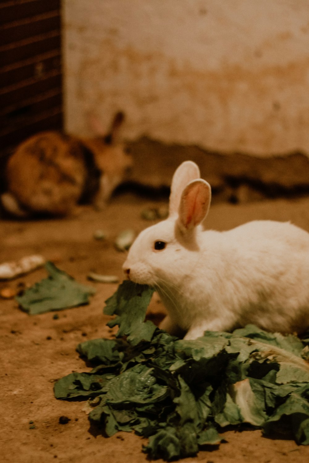 white rabbit on brown soil