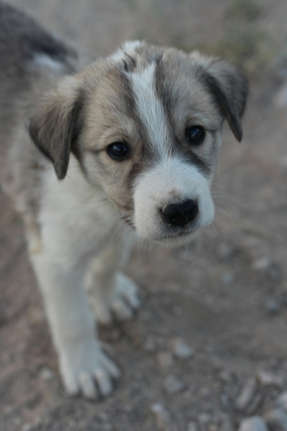 white and brown short coated puppy