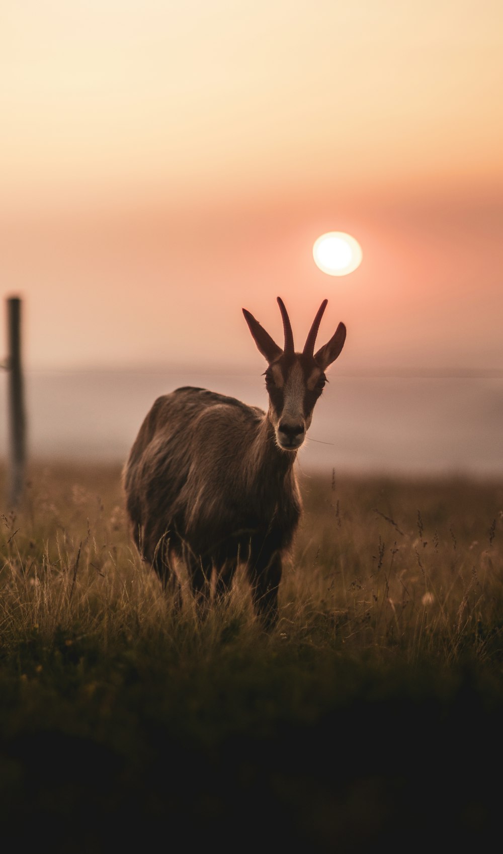 brown deer on green grass during sunset