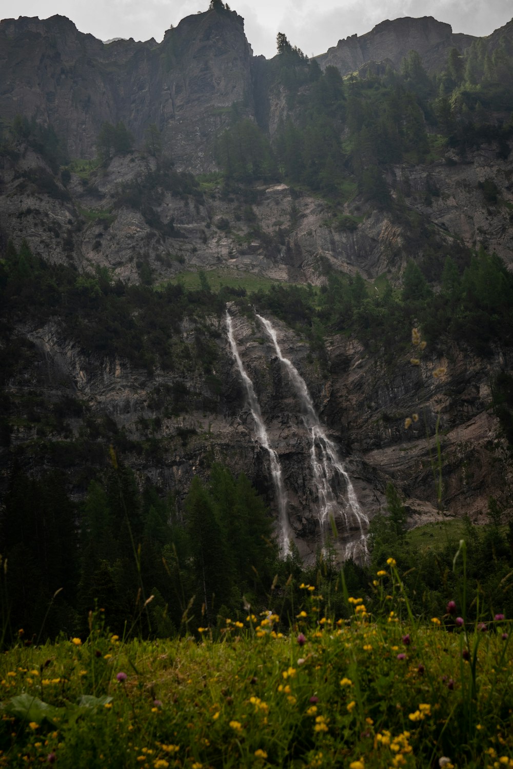 Arbres verts près de Gray Mountain pendant la journée