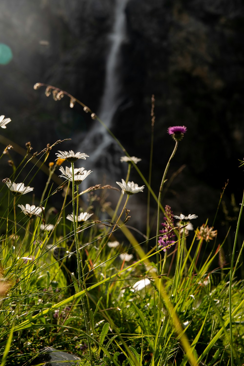 white and purple flowers during daytime