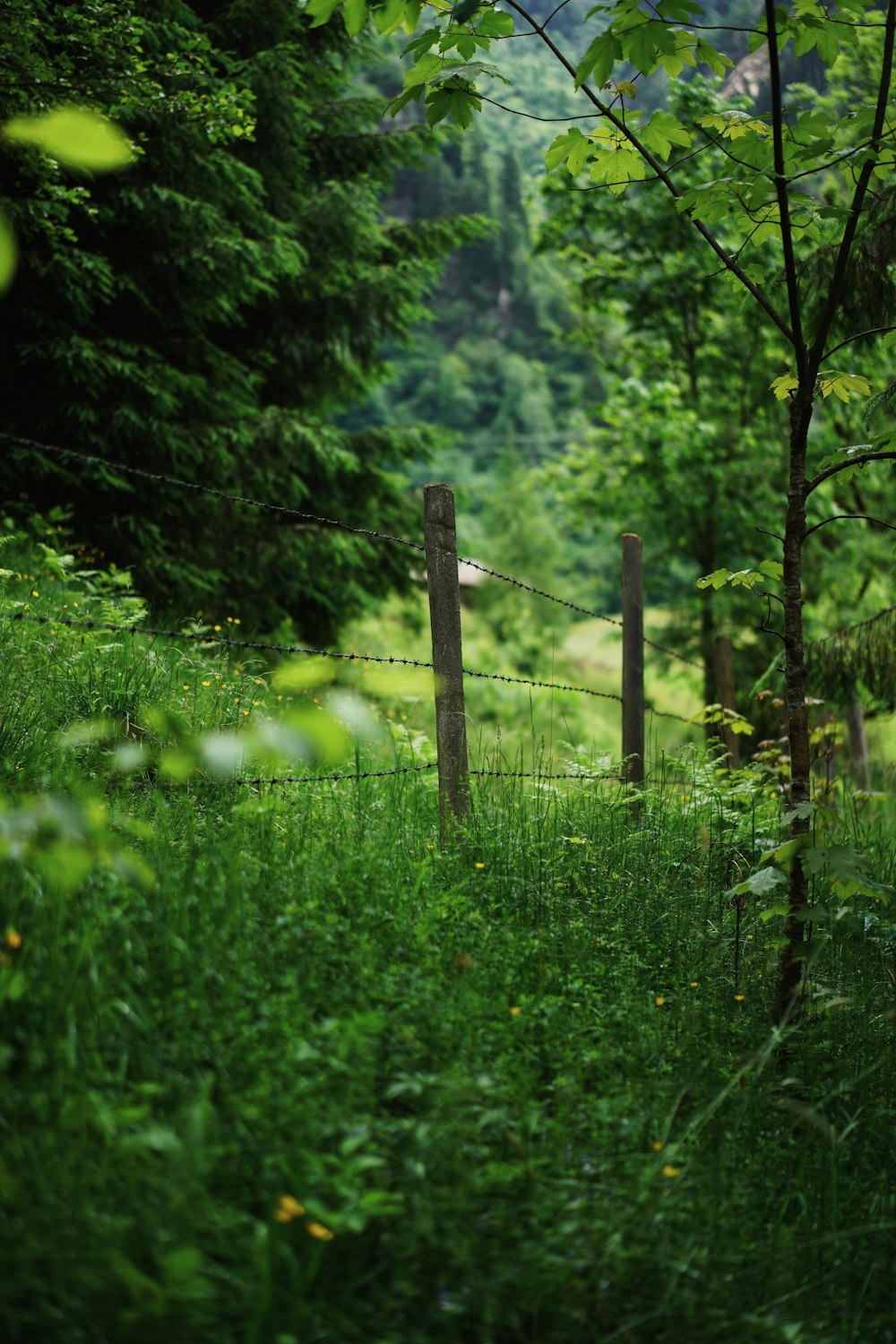 brown wooden fence surrounded by green plants during daytime