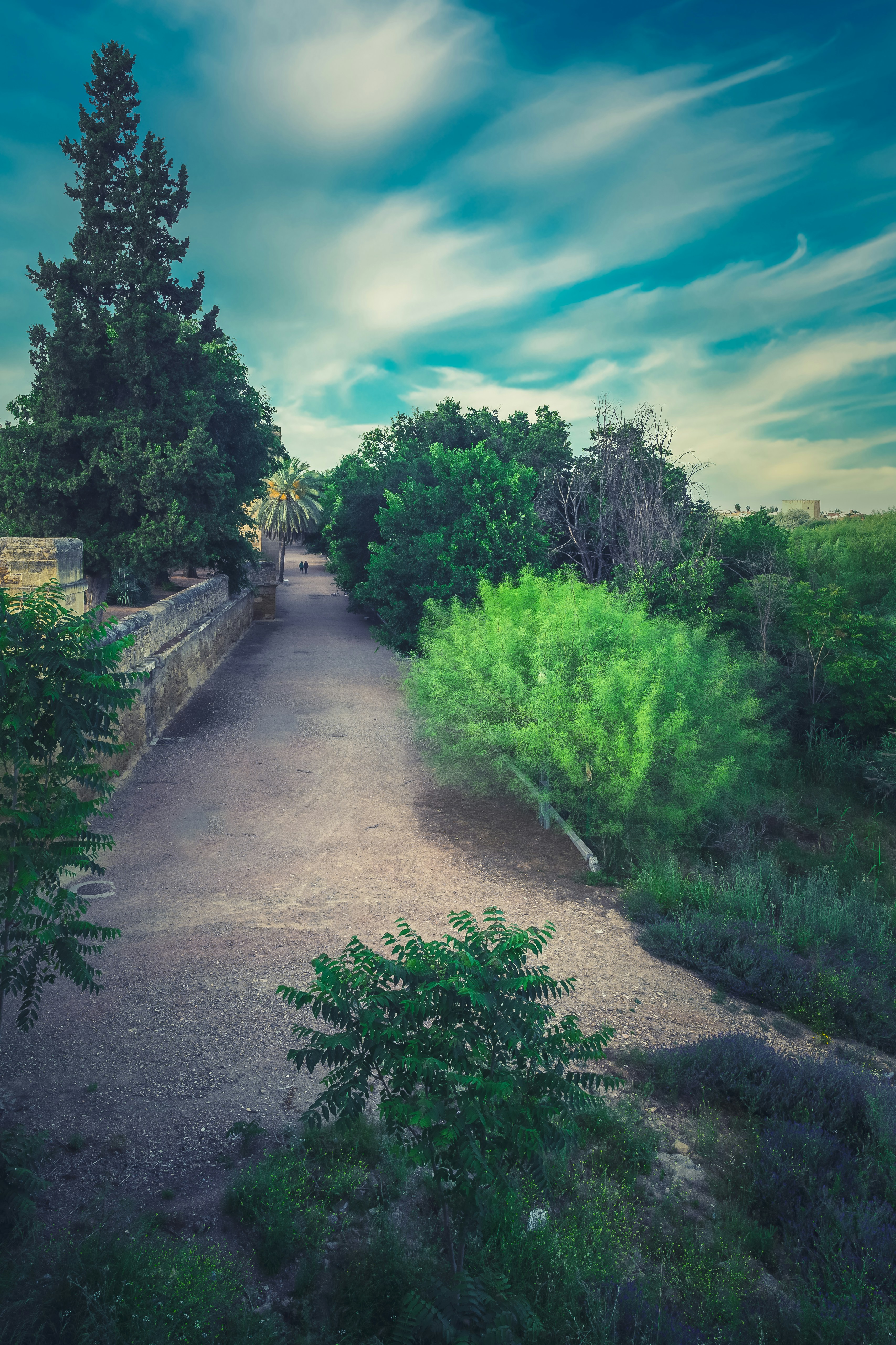 green grass and trees near pathway