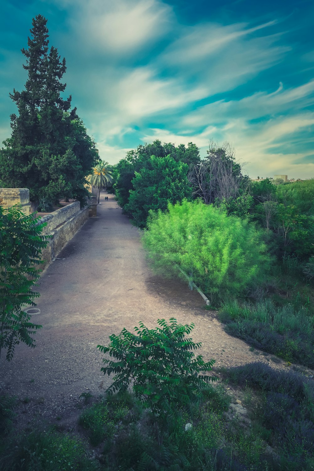 green grass and trees near pathway