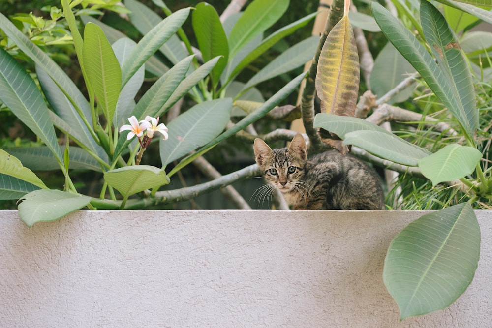 gato tabby marrom na parede de concreto cinza