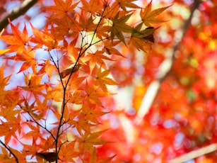 brown leaves on brown tree branch