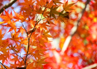 brown leaves on brown tree branch