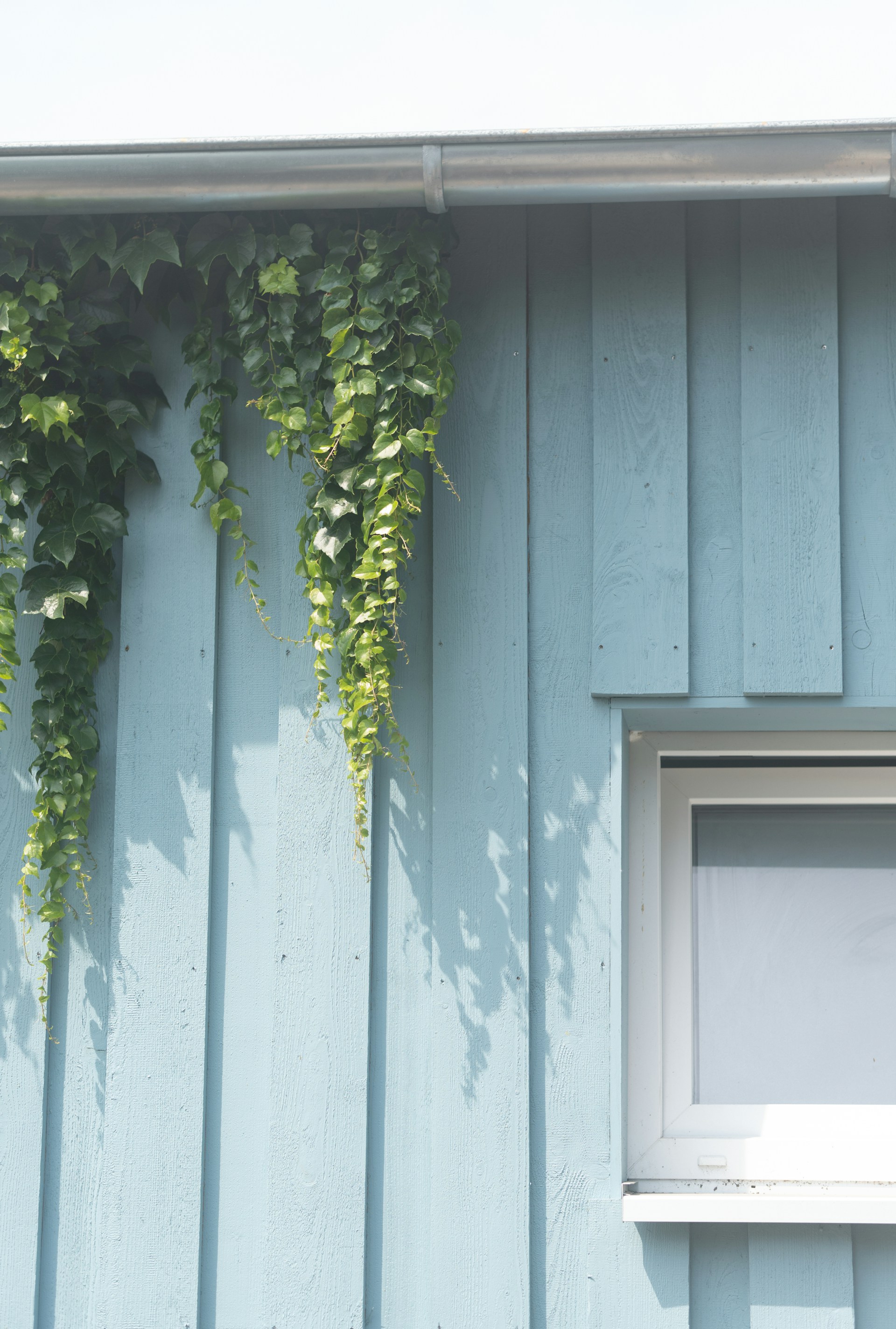 green vine plant on white wooden door