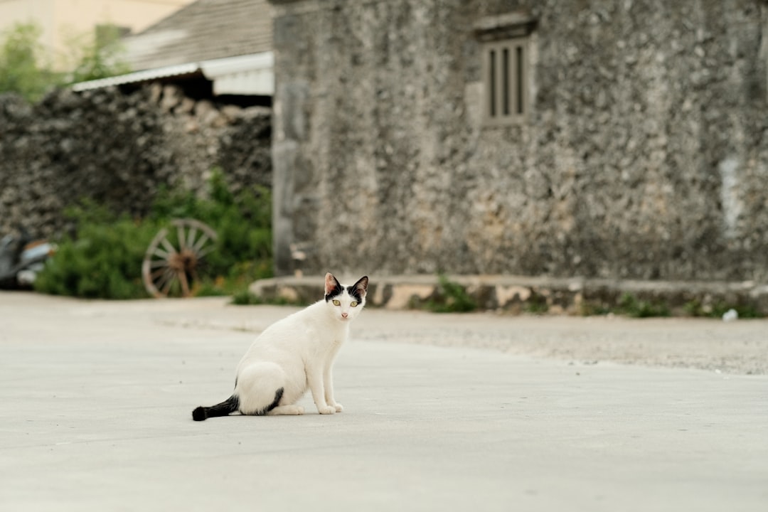 white and black cat on white concrete floor during daytime