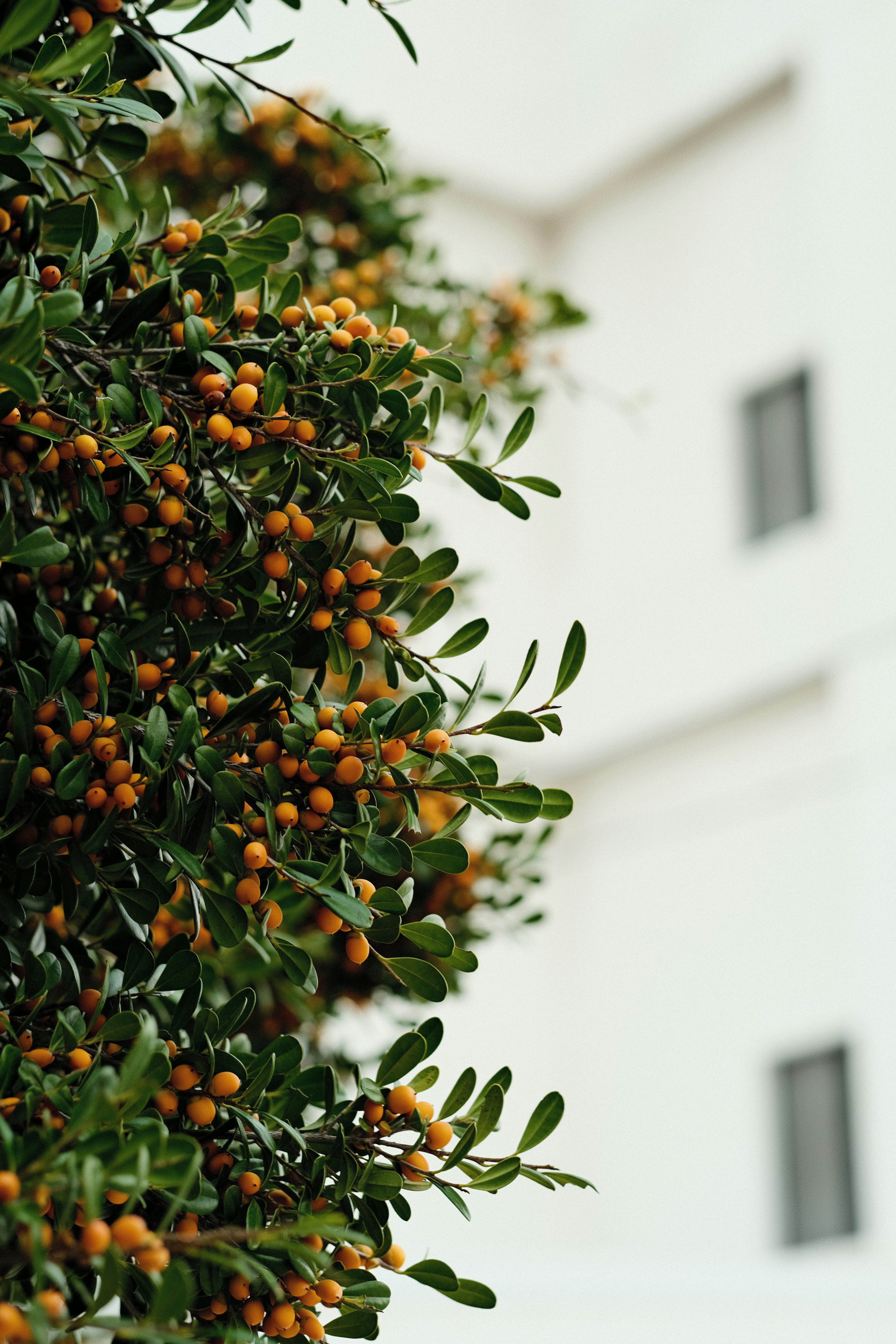 orange fruit on tree during daytime