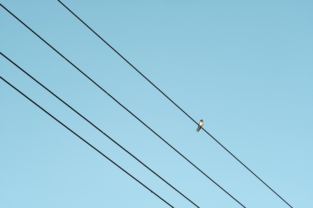 black electric wires under blue sky during daytime