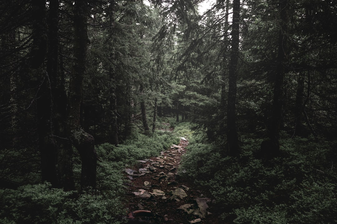 green trees and plants during daytime